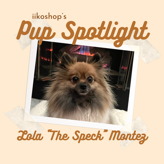 Pup Spotlight: Lola “The Speck” Montez