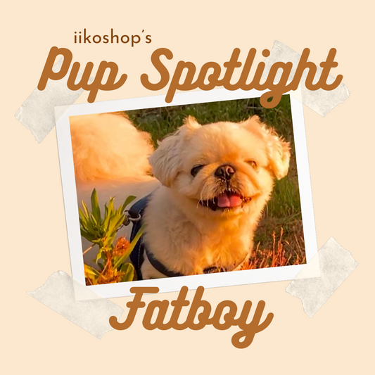 Pup Spotlight: Fatboy